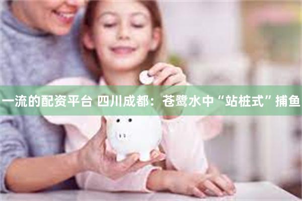 一流的配资平台 四川成都：苍鹭水中“站桩式”捕鱼